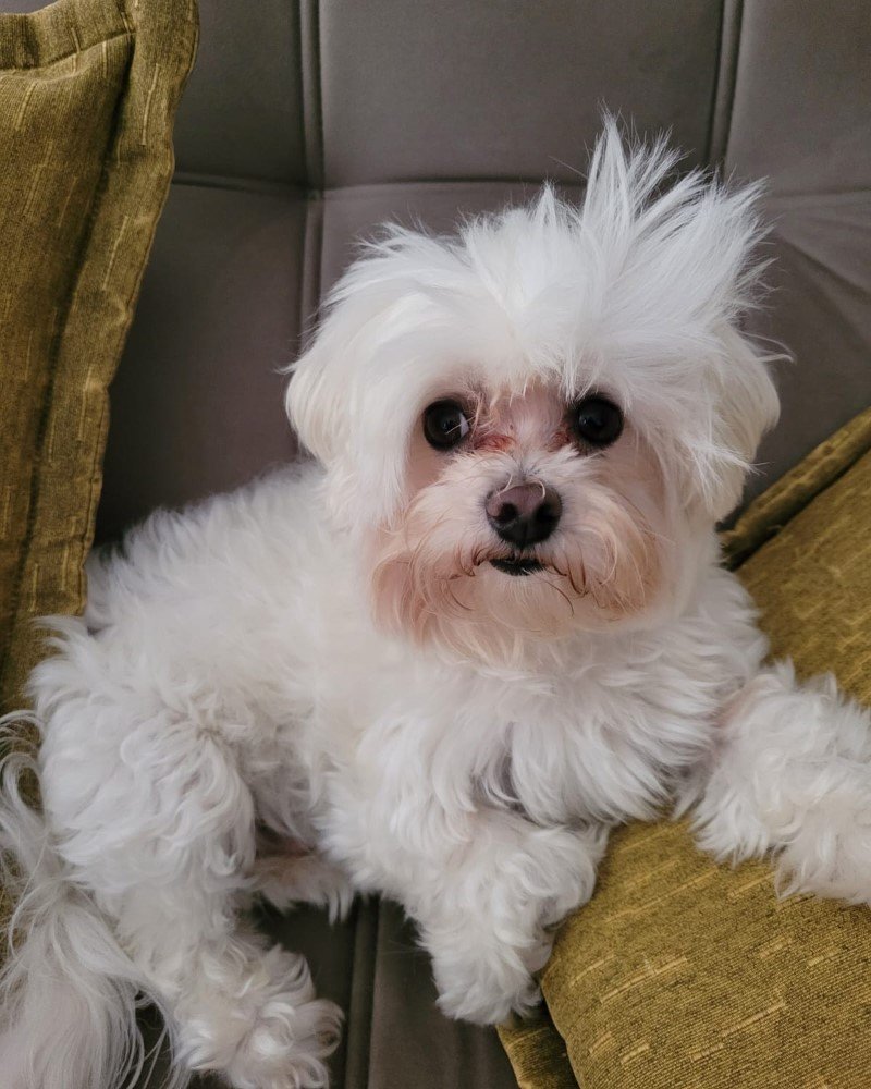 O mesmo cachorro antes da tosa, com o pelo comprido e arrepiado
