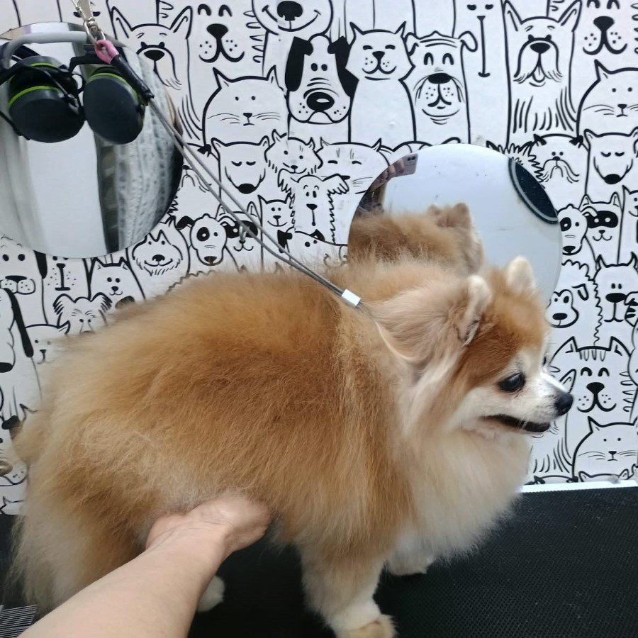 O mesmo cachorro antes do banho e tosa, com o pelo comprido e armado