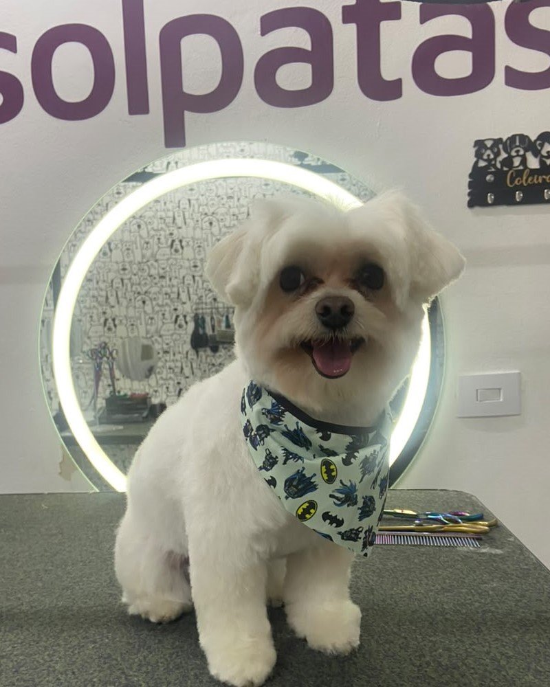 Cachorro depois da tosa na SolPatas, com o pelo aparado e bandana