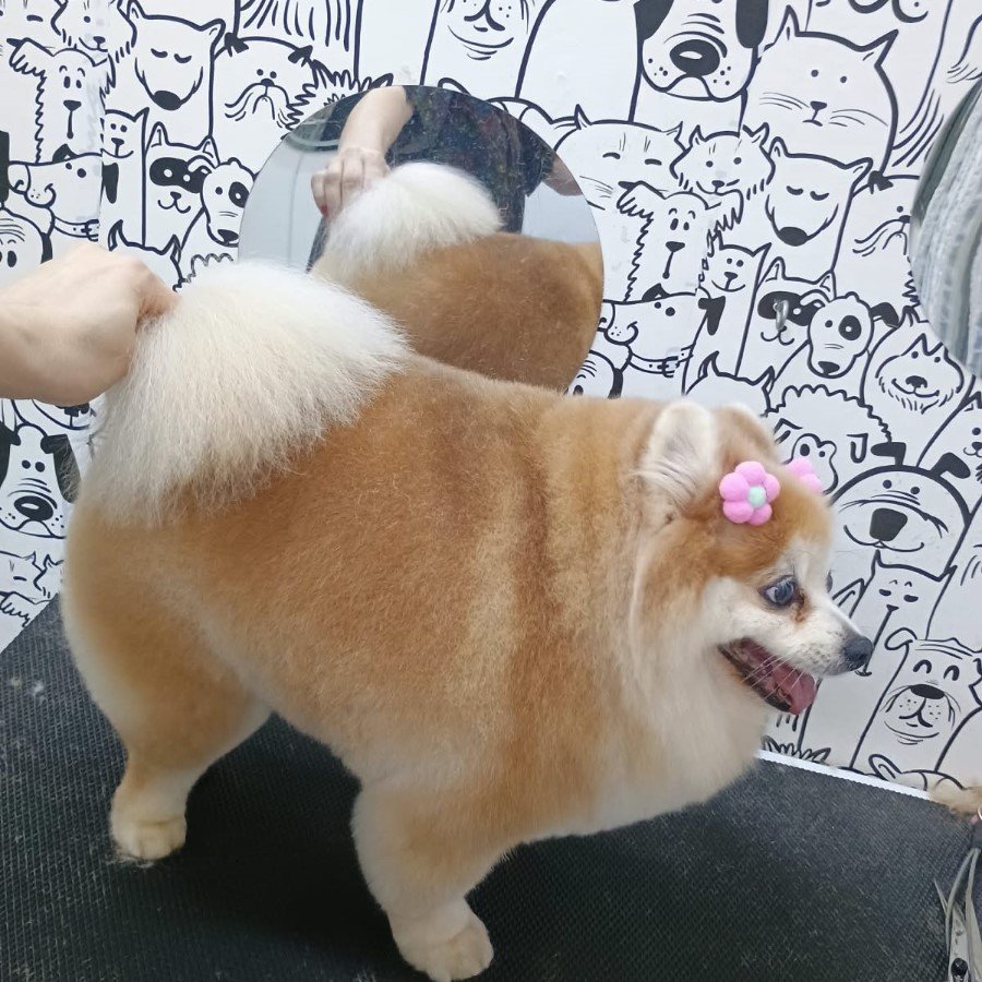 Cachorro depois do banho e tosa na SolPatas, com o pelo aparado e arredondado e um laço rosa